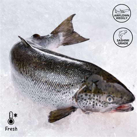 [PRE-ORDER] Fresh Norwegian whole salmon gutted – Ocean Queen Hong Kong
