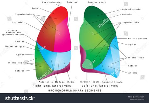 Lung Anatomy Posterior