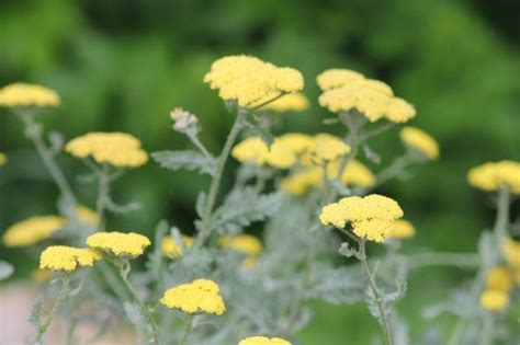 How to Draw and Use Herbs, 8909 W. 179th St., Overland Park, KS, United ...