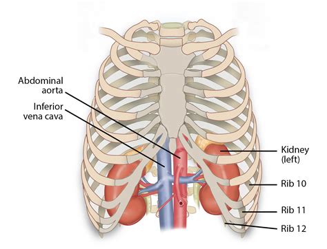 Are The Kidneys Located Inside Of The Rib Cage Organs In The Body