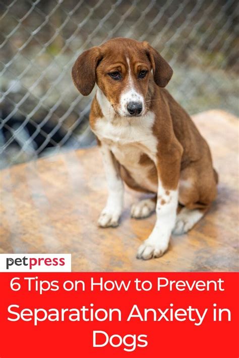 Image result for How to Help Dogs with Separation Anxiety