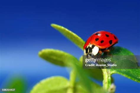 Image result for Ladybug Flying