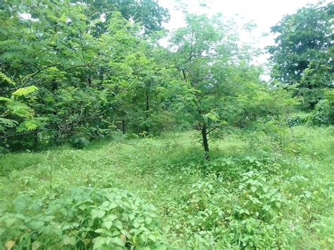 36 Guntha Agricultural/Farm Land for Sale in Murbad, Thane - by Shree ...