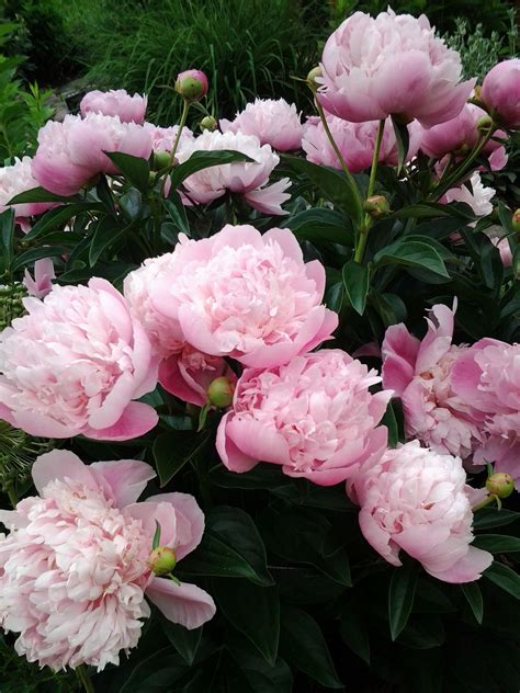 Growing peony bushes how to keep peonies blooming year after year – Artofit