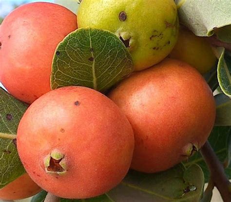Laranja Guava Live Plant (Psidium sp Laranja) – veliyathgardens