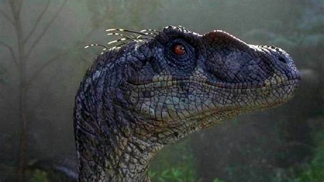 jurassic park | Velociraptor jurassic park, Jurassic park raptor, Jurassic park
