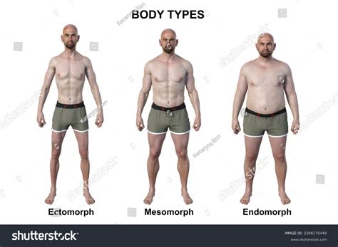 Male Body Types Mesomorph