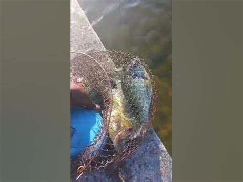 Image result for Shellcrackers On Bottom