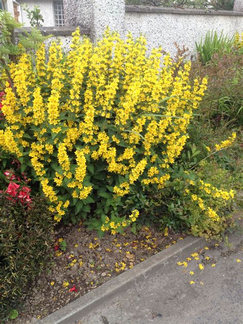 Planting Shade Perennials: A Guide to Yellow Flowers