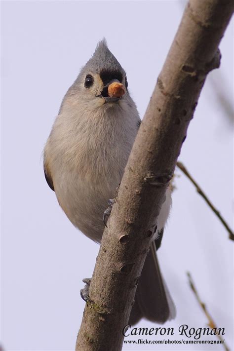 Bird Species Classification Using MATLAB 的图像结果