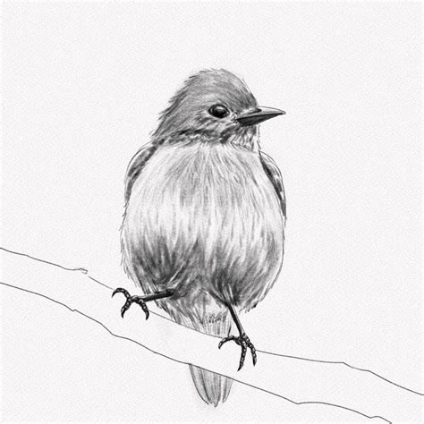 Image result for Drawing Birds Tutorial