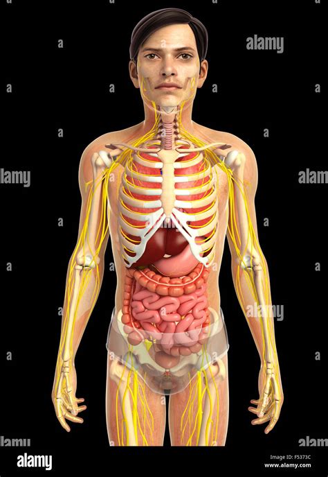 Science Human Body 的图像结果
