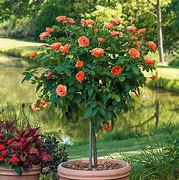 Image result for Everblooming Patio Tree Rose