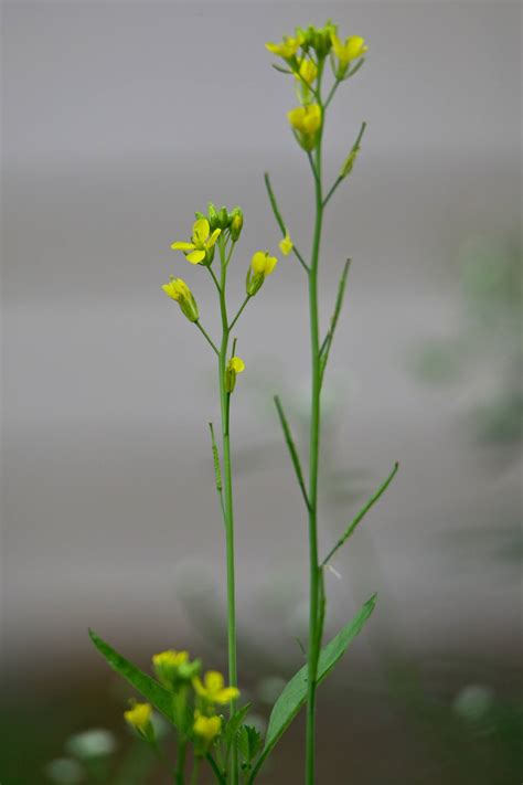 Most Common Weeds and Wild Grasses in Karnataka, India
