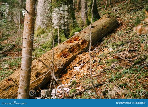Tronco De árbol Podrido En El Suelo En El Parque Biogradska Gora ...