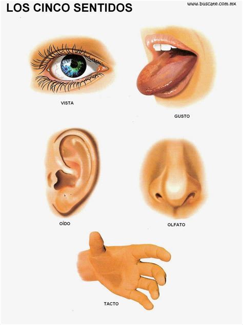 EL CUERPO HUMANO Y SUS ÓRGANOS DE LOS SENTIDOS: Órganos de los sentidos