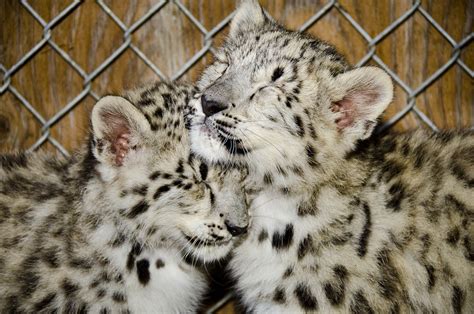 Snow Leopard Cubs at Woodland Park Zoo