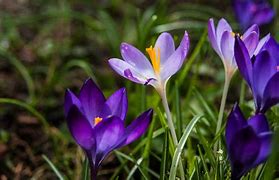Image result for Spring Flowers with Bunnies and Butterflies