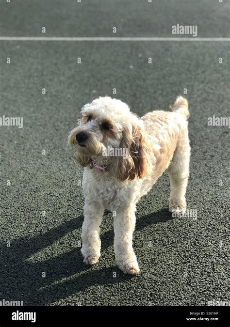 Play Ball Together 的图像结果