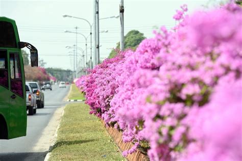 Pink flowering plant by road | Premium Photo