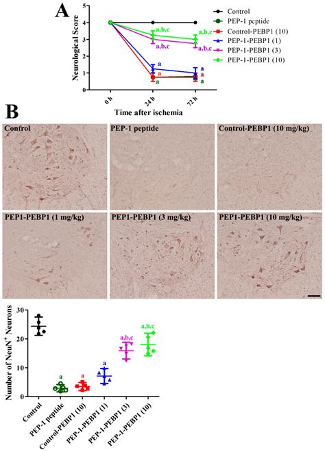 Phosphatidylethanolamine-Binding Protein 1 Ameliorates Ischemia-Induced ...
