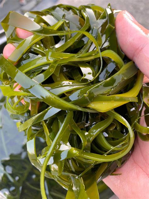 High Quality Chopped Kelp Cut Gracilaria Seaweed Dried Kelp/Laminaria Japonica/Kombu - Dreid ...