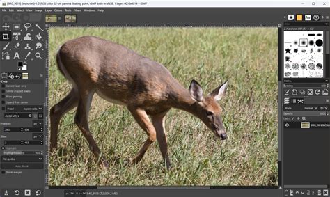 GIMP Tutorial Basic Photo Editing 的图像结果