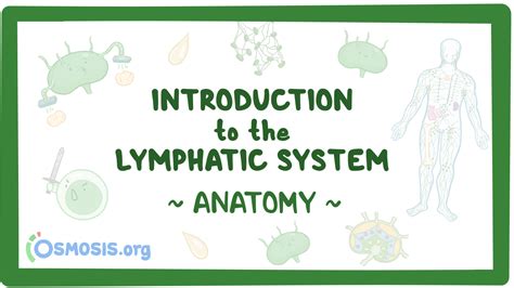 Image result for How Lymphatic System Works
