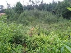 Plots for Sale in Ooty: 125+ Residential Land & Plots in Ooty
