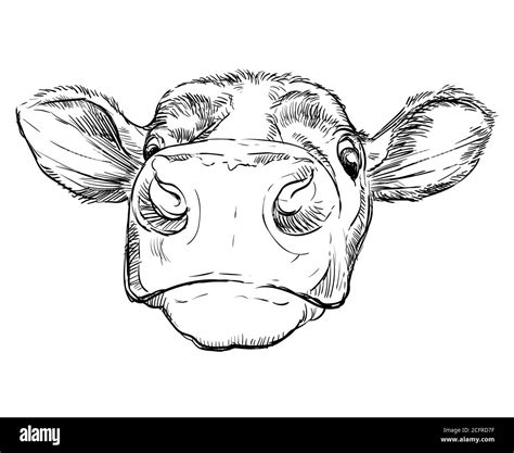 Images Of Cows Faces HandCraftedLife