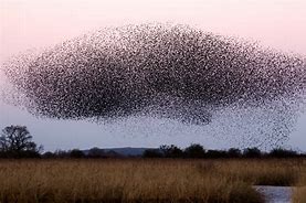 swarm 的图像结果