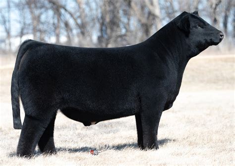 2024 Sire Directory by American Maine-Anjou Association - Issuu