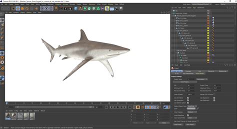 Realistic Spinner Shark Rigged for Cinema 4D 3D model | 3D Molier ...