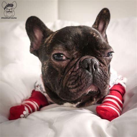 Wee Wee Frenchie | French bulldog puppies, Himalayan dog chew, Frenchie