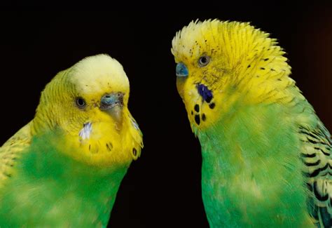 Budgie vs Parakeet: A Complete Comparison | AnimalCompare.com