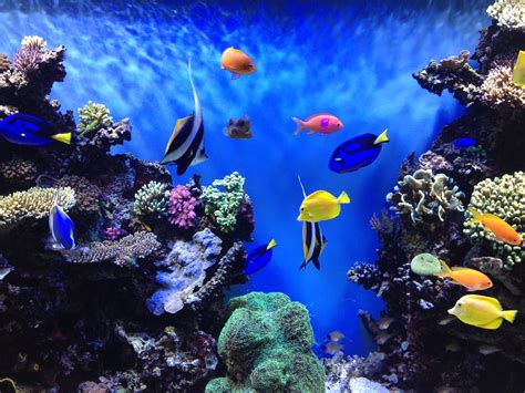 Printable Fish Tank Background