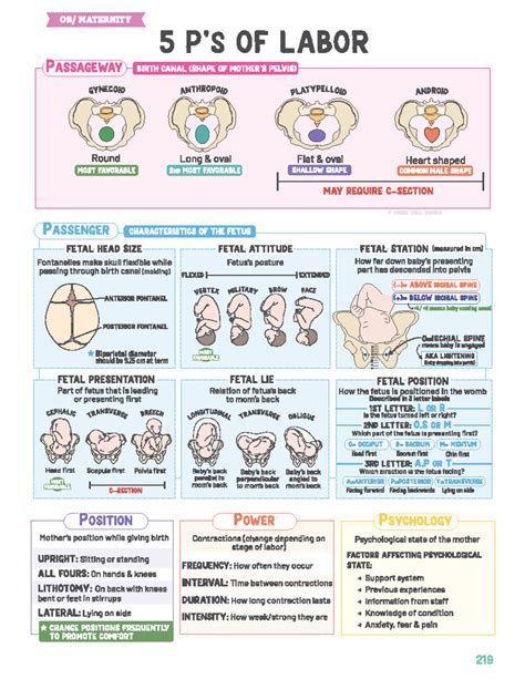 5 Ps of Labor: Passageway, Power, Presentation, Position, Psychology ...