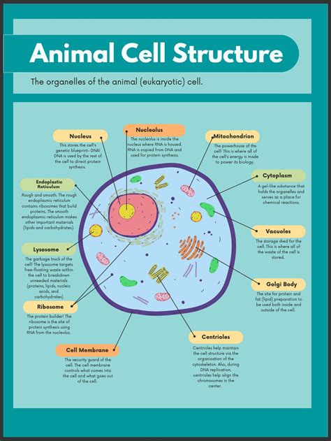 Chromosomes In A Animal Cell Model