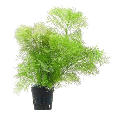 PREMIER PLANTS Ambulia (Limnophila indica Live Aquarium plant : Amazon ...