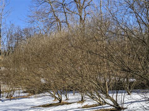 American Pussy Willow Tree