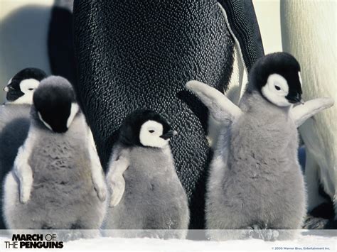 帝企鹅日记（英文版）—纪实—视频高清在线观看-优酷
