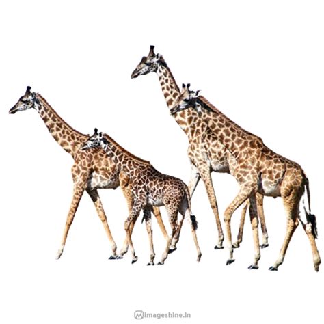 Animal PNG Images With Transparent Background HD free Download