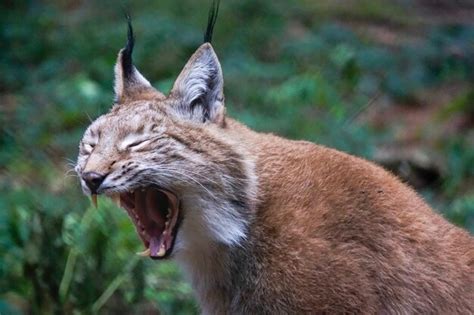 Close-up of cat yawning | Premium Photo