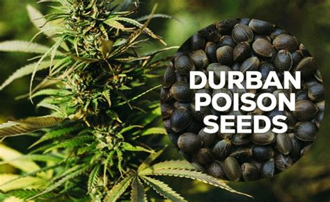 Durban Poison Feminized Seeds