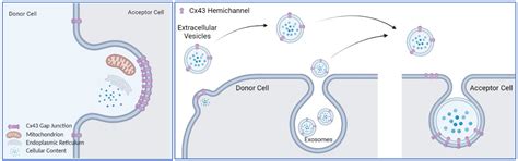 Gap Junction-Dependent and -Independent Functions of Connexin43 in Biology