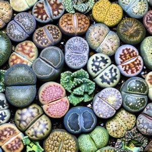 DeodarSeeds Living Stones Mix seeds, Lithops Mix Seed Price in India ...