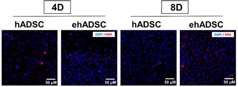Human Fibroblast Growth Factor-Treated Adipose-Derived Stem Cells ...