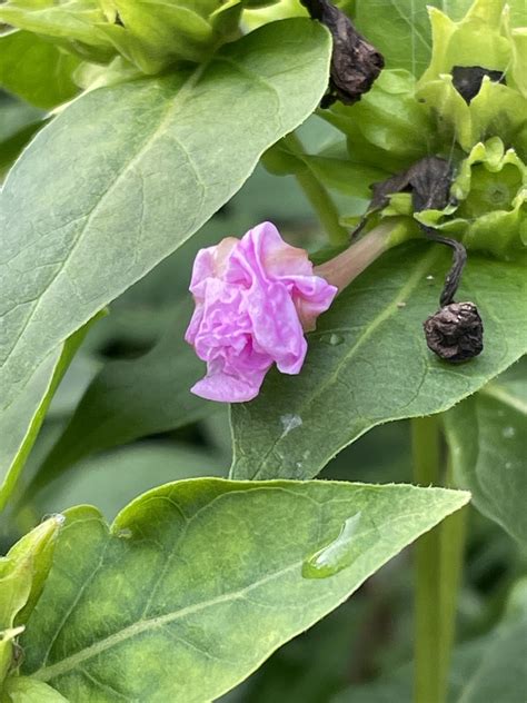 Marvel of Peru - Mirabilis jalapa, species information page. Also known ...