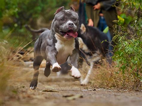 犬种百科之恶霸犬