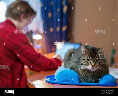 Image result for Cat Learning